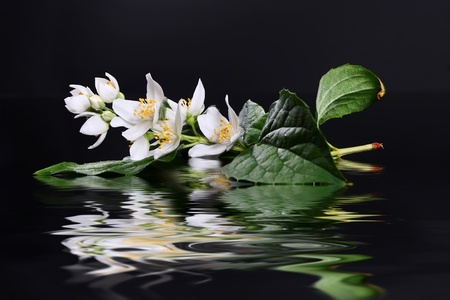 Beautiful Fresh Jasmine Flower and Reflection over Waterの写真素材