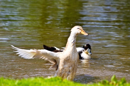 Mallard, Wild Duck, Anas platyrhynchos in motion near the waterの写真素材