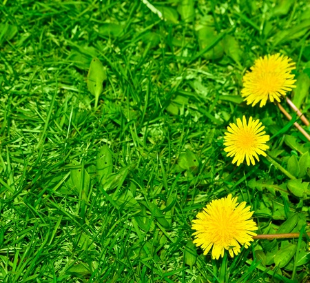 Top view of green grass and dandelion flowers backgroundの写真素材