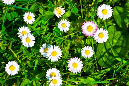 Top view of green grass and  flowers backgroundの写真素材