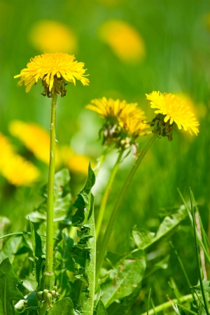 Yellow dandelion flowers with leaves in green grassの写真素材