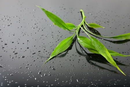 Water drops and green bamboo leaves on black glassの写真素材