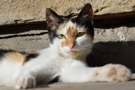 a black white red cat sitting on the stoneの写真素材