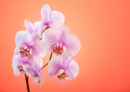 Pink orchid on red backgroundの写真素材