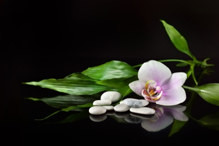 background of a spa with stones, orchid flower and a sprig of green bambooの写真素材