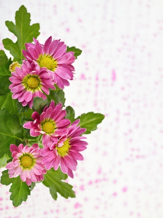 Purple blooming chrysanthemum flowers backgroundの写真素材