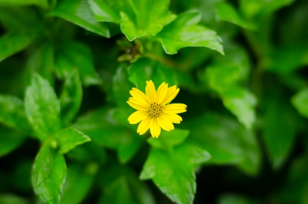 blossom ellow flower