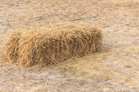 Rice straw 