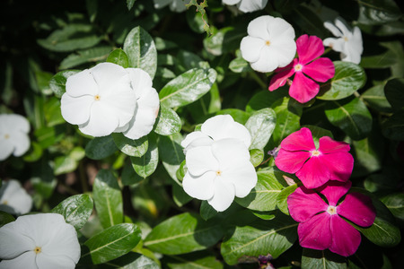 White and pink flower in the gardenの写真素材