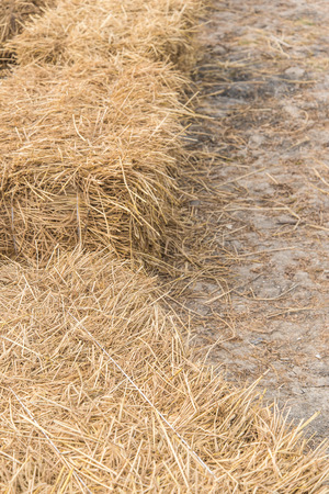 Rice strawsの写真素材