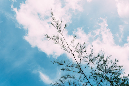 Pine with blue sky and cloud