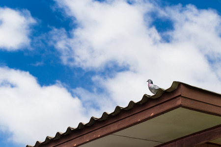 pigeon on rooftop with cloudy sky background