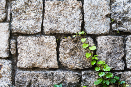Old brick wall as background with plant grow on the wallの写真素材