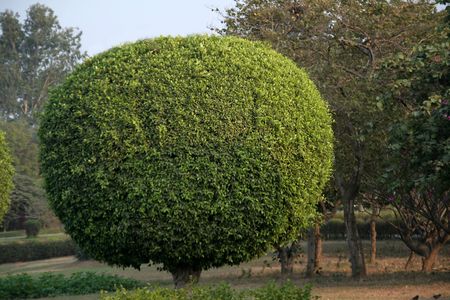 Decorative trimming of tree in the shape of a ball