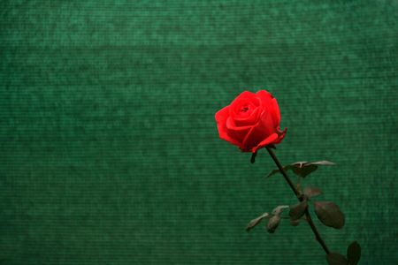 Brilliant red rose flower with leaves isolated on green backgroundの写真素材
