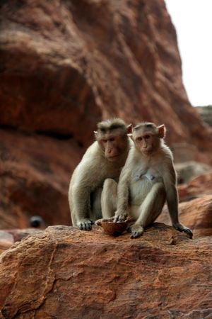 Two monkeys sitting prettily in diverse moods on a red rockの写真素材