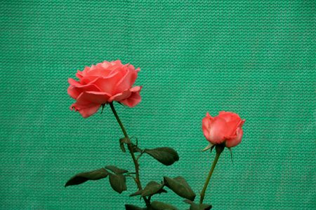 Twigs of rose isolated on green textured backgroundの写真素材