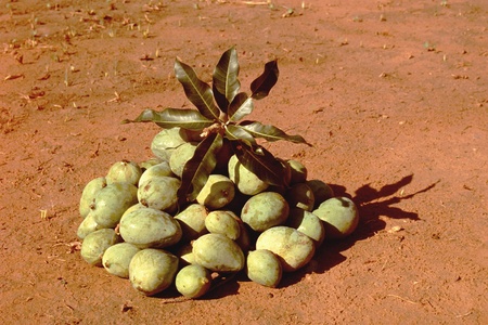 Collection green unripe mangos with bunch of mango leaves