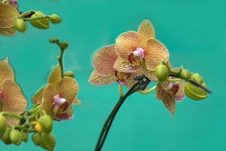 Display of beautiful crotons at Flower Show, Lalbagh, Bangalore, Karnataka, India, Asiaの写真素材