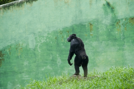 Chimpanzee standing near wall at Krishnarajendra Zoological Park in Mysore, Karnataka, India, Asiaの写真素材