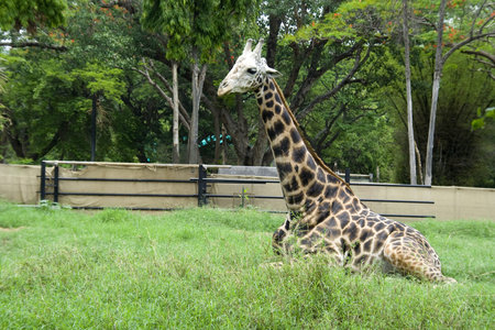 Long necked animal giraffe taking rest after having food in zoological parkのeditorial素材