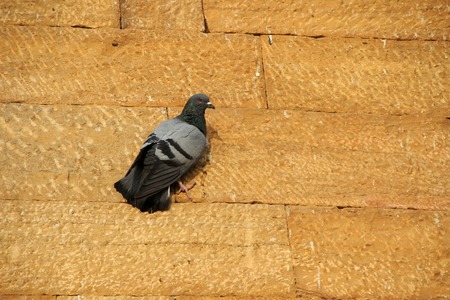 Grey and black feathered dove firmly clinging on red stone wallの写真素材