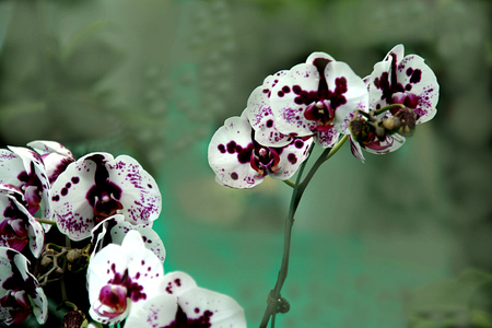 Bunch of white orchids with beautiful violet designs and spotsの写真素材