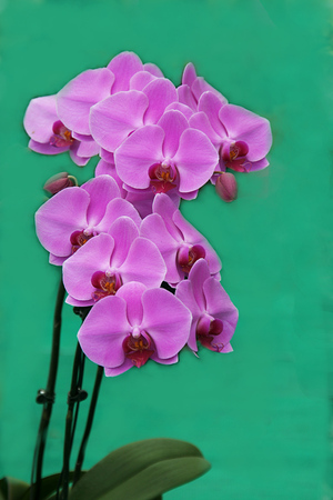 Cluster of orchids with pink posterior petals and dark red anterior petals isolated on light green backgroundの写真素材