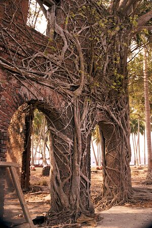 Close-up of portion of building covered with web of roots at Ross Island off Port Blair in Andaman, India, Asiaの写真素材
