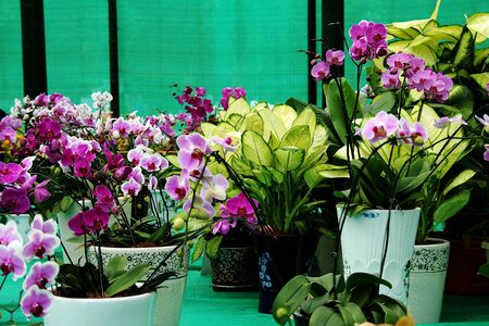 Collection of orchid and other decorative plants on display in a showの写真素材
