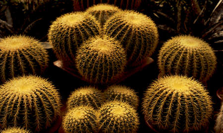 View of golden barrel cactus at Republic Day Flower Show in Lalbagh, Bengaluru, Karnataka, India, Asiaの写真素材