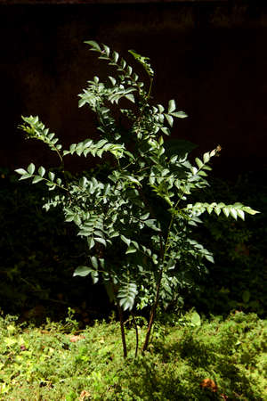 Tiny, growing crop of curry leaves plant on grassy ground against dark background
