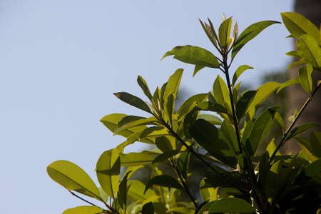 View of Pinanga tashiroi family of small palm tree in garden