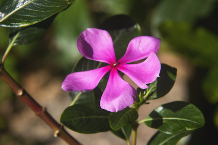 Closer view of single, rose periwinkle flower and leaves in gardenの写真素材
