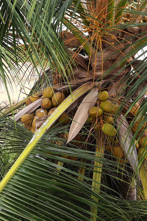 View of coconut crop hanging firmly on top tree with sturdy, supportive green leaves