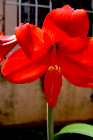 Close-up view of single, rich red Barbados lily flower with red filaments and yellow antherの写真素材