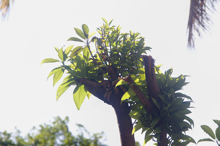 View of tender shoots against light emerging out on barren branches