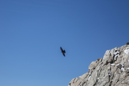 The bird flies over the rocks in French Alps. Unique pictures of wildlife. Location Mont Blanc, Franceの写真素材
