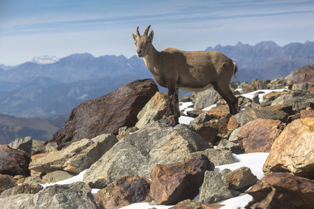 Young Alpine Ibex (mountain goat) on the rocks in the meadows, Mount Blanc, France. Perfect moment in alpine highlands.の写真素材