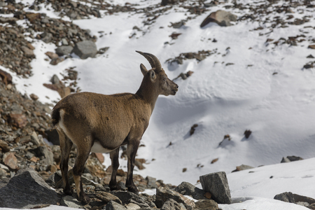 Young Alpine Ibex (mountain goat) on the rocks in the meadows, Mount Blanc, France. Perfect moment in alpine highlands.の写真素材