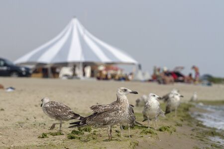 Summer sea camp and a bunch of seagulls, Black Sea, Zatoka, Odesa, Ukraineの写真素材
