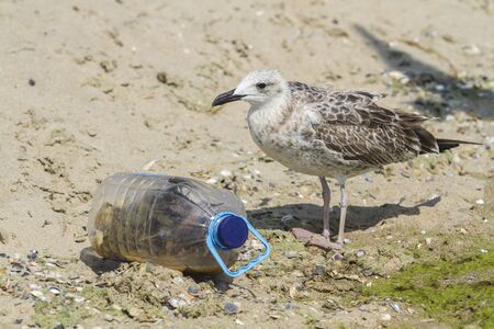 A seagull with a trash bag near on a beach by the sea, Black Sea, Zatoka, Odesa, Ukraineの写真素材