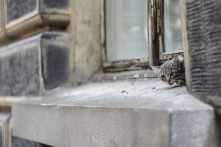 A little cat is sitting on the windowsill in the old townの写真素材