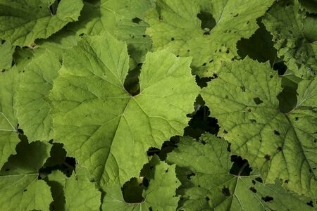 Aesthetic large leaves green background texture pattern. Green wild plantの写真素材
