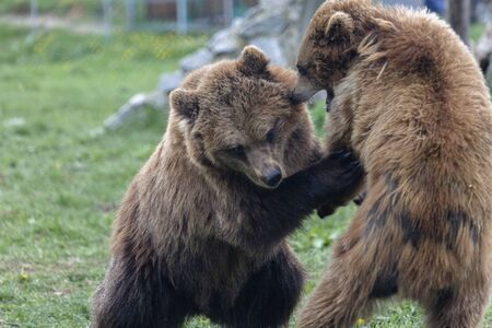 Brown big bears are playing pretending to fight with each other like children, wild nature in a outdoor parkの写真素材