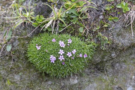 Small green bush with purple flowers in the the Austrian Alps.Hiking travel outdoor concept, journey in the mountains, Kals am Grossglockner, Austria.の写真素材