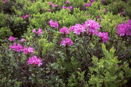 Beautiful summer landscapes in Carpatian mountains, many flowers, rhododendrons. Carpathians, Marmaroshchyna, Maramures, Ukraineの写真素材