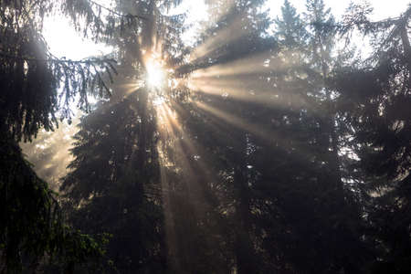 Picturesque summer meadow at sunrise, ray of sun shines through the fog and treesの写真素材
