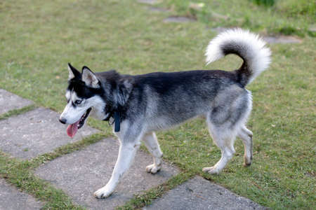 Husky dog walks on the green grassの写真素材