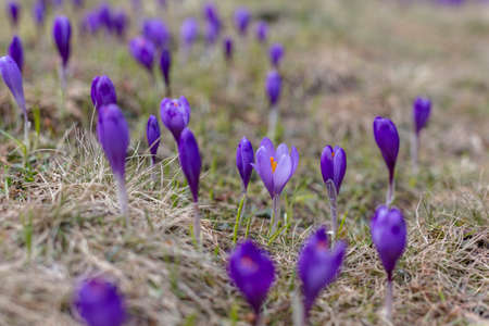 View of magic blooming spring violet flowers crocus growing in wildlife. Purple crocus growing from...